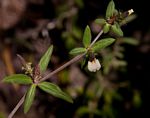 Blepharis maderaspatensis