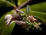 Blepharis maderaspatensis