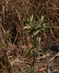 Blepharis pungens