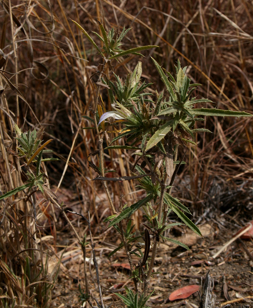 Blepharis pungens