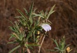 Blepharis pungens