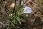 Blepharis pungens