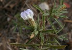 Blepharis pungens