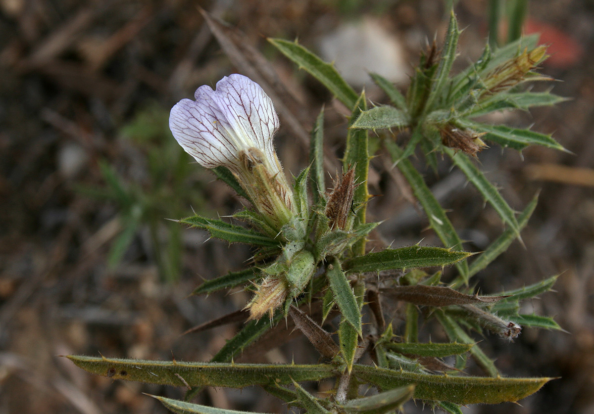 Blepharis pungens