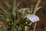 Blepharis pungens