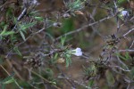 Blepharis pungens