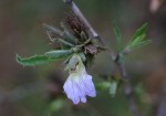 Blepharis pungens