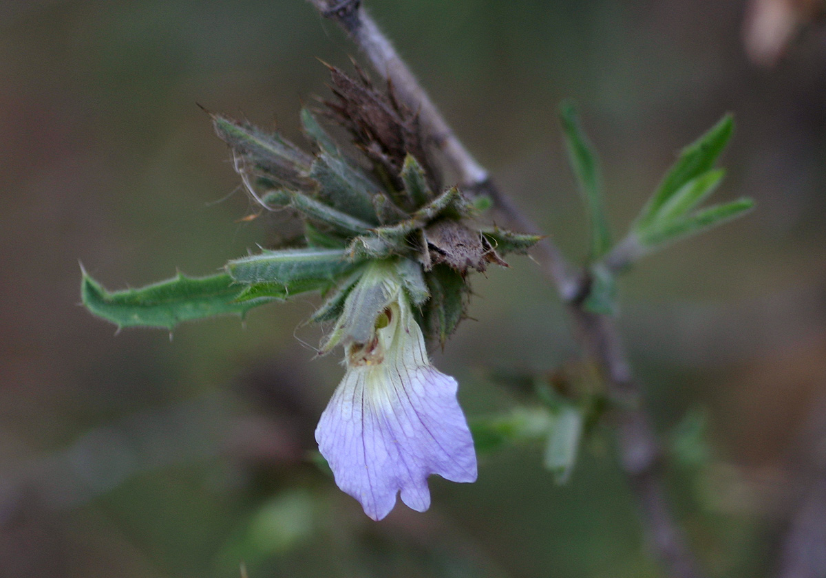 Blepharis pungens