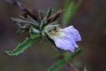 Blepharis pungens