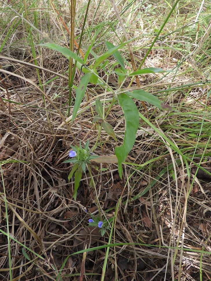 Blepharis tenuiramea