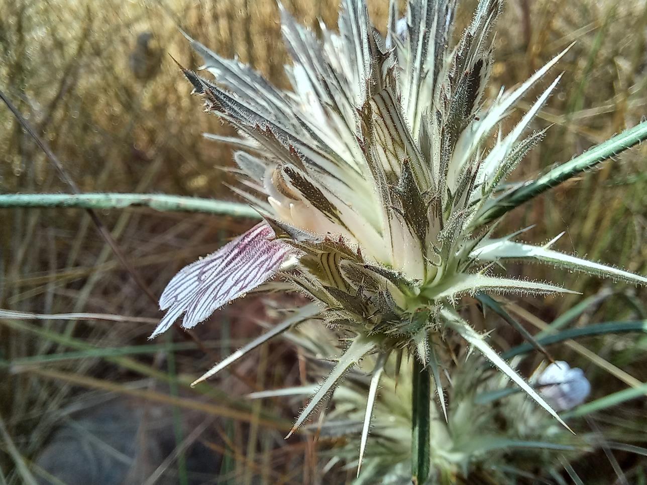 Blepharis tenuiramea