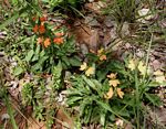 Crossandra mucronata