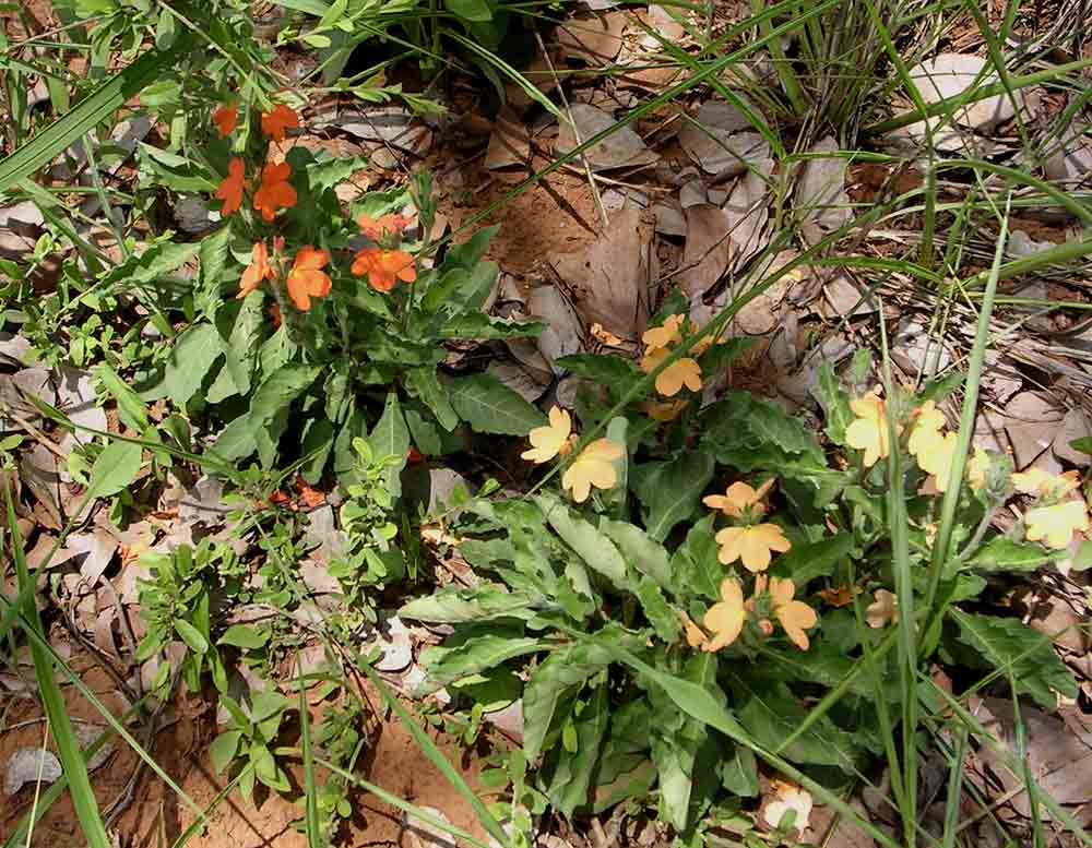 Crossandra mucronata