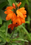 Crossandra mucronata