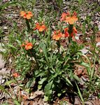 Crossandra mucronata