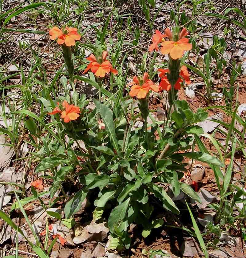Crossandra mucronata