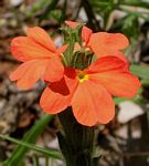Crossandra mucronata