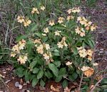 Crossandra mucronata