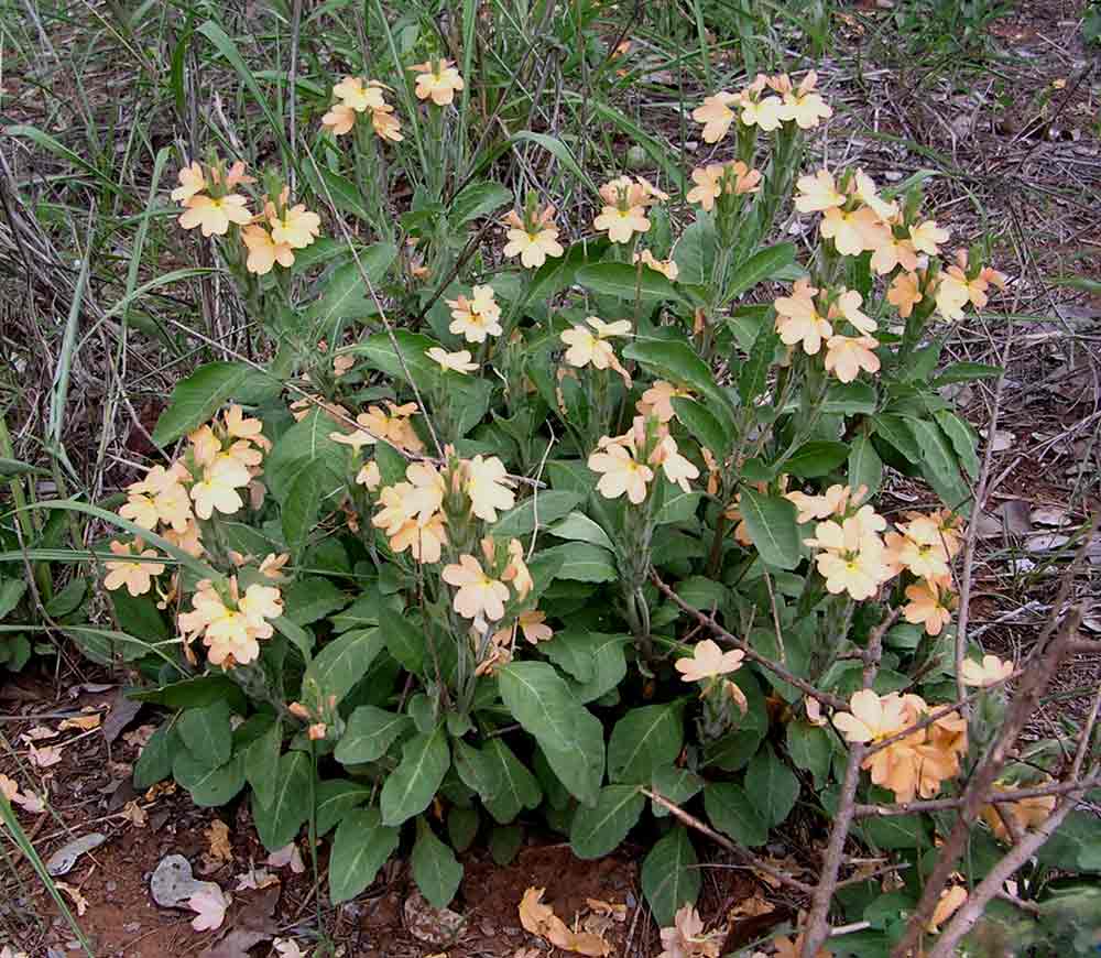 Crossandra mucronata
