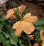 Crossandra mucronata