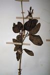 Crossandra mucronata