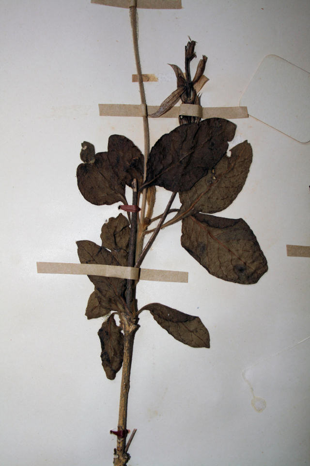 Crossandra mucronata