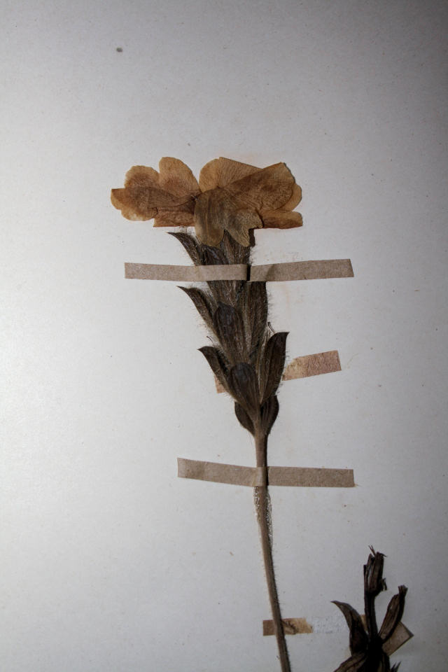 Crossandra mucronata