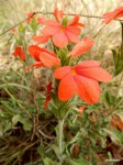 Crossandra mucronata