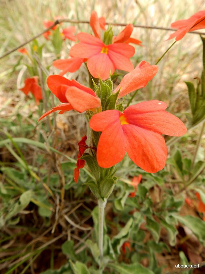 Crossandra mucronata