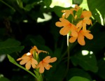 Crossandra puberula