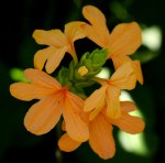 Crossandra puberula