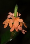 Crossandra puberula