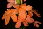 Crossandra puberula