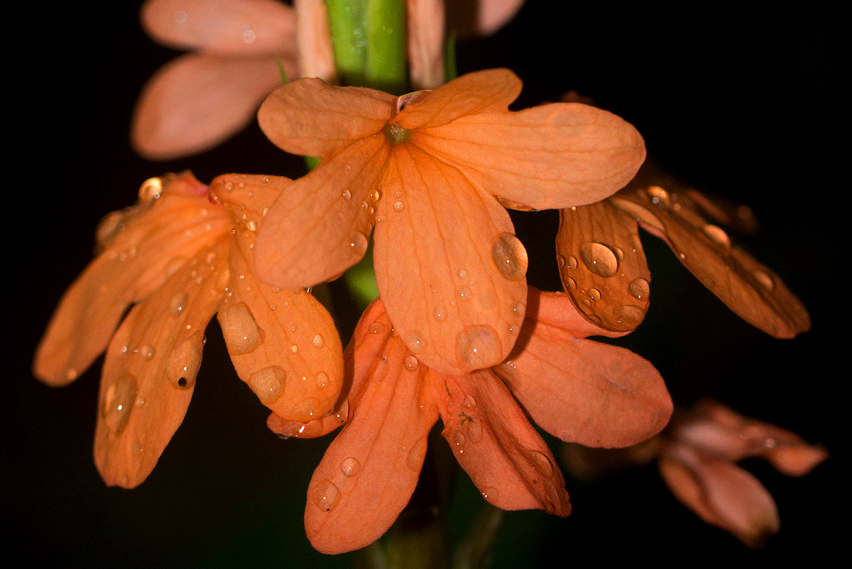 Crossandra puberula