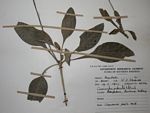 Crossandra puberula