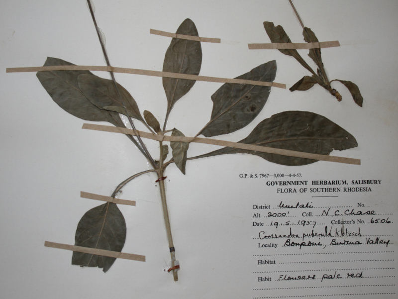 Crossandra puberula