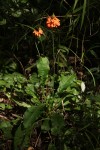 Crossandra puberula