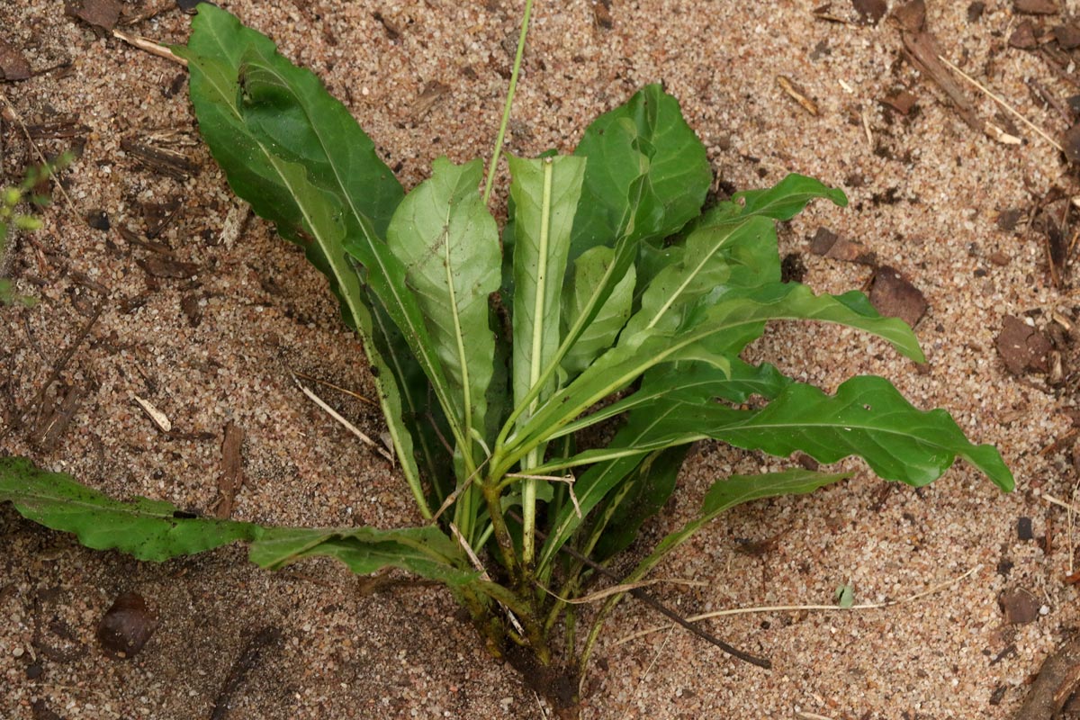 Crossandra puberula