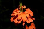 Crossandra puberula