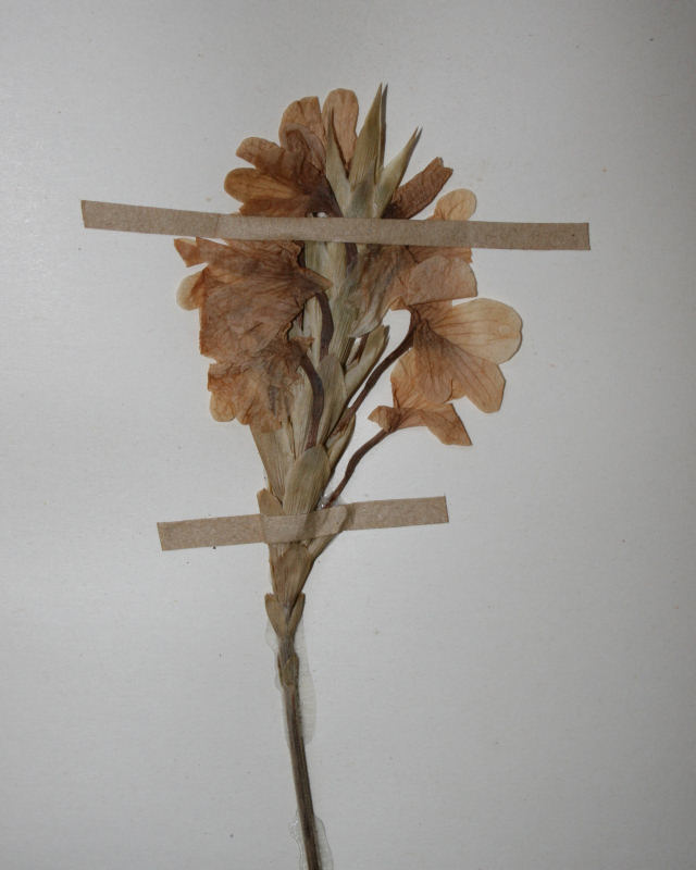 Crossandra puberula