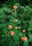 Crossandra puberula