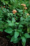 Crossandra puberula