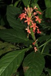 Ruspolia seticalyx