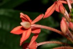 Ruspolia seticalyx