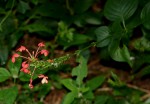 Ruspolia seticalyx