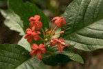 Ruspolia seticalyx