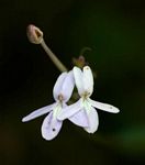 Pseuderanthemum subviscosum