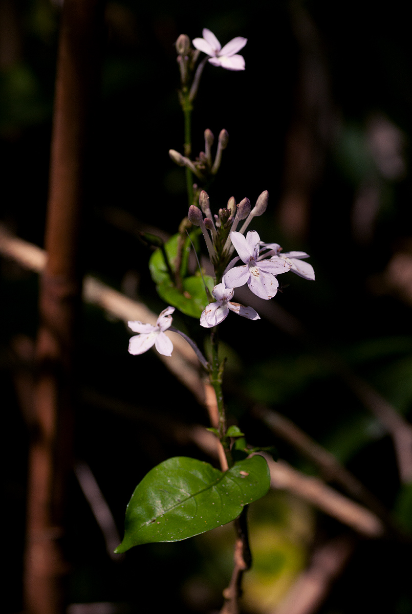Pseuderanthemum subviscosum