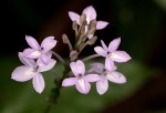 Pseuderanthemum subviscosum