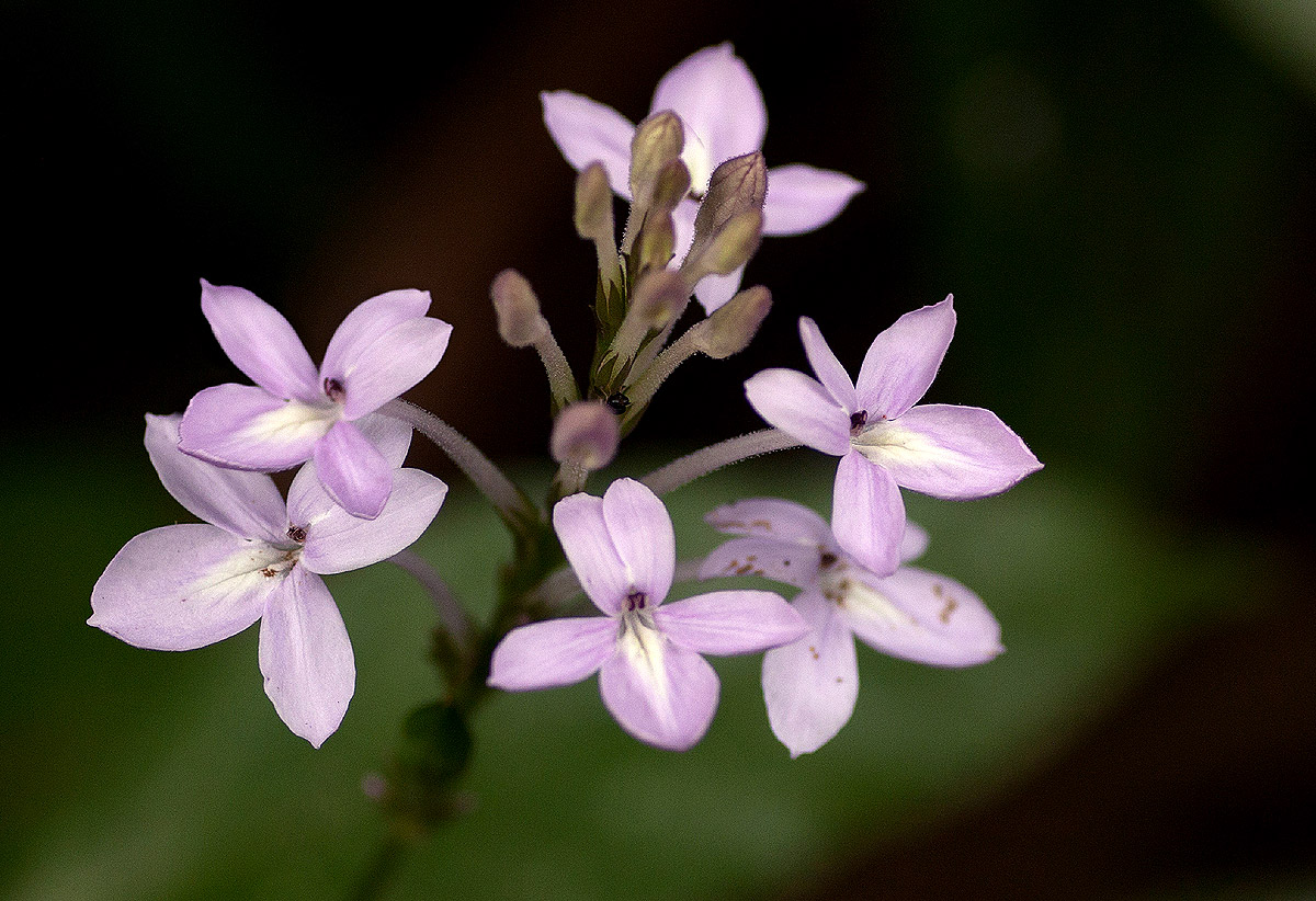 Pseuderanthemum subviscosum